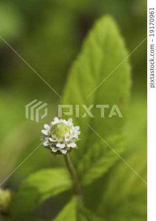 墨西哥甜點藥草開花 19170961