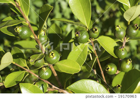 黃色草莓番石榴果子 19170963