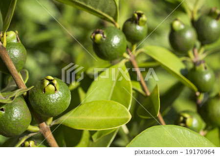 黃色草莓番石榴果子 黃色草莓番石榴果子 19170964