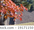 秋天的樹葉 19171150