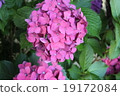Beautiful hydrangea 19172084