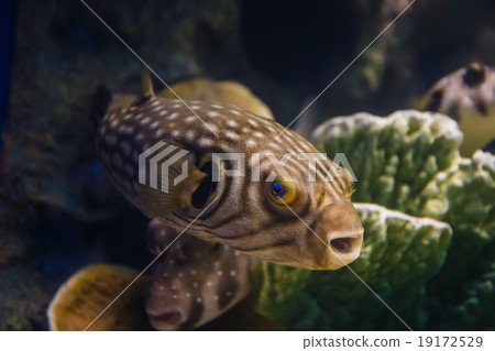 puffer puffer 19172529