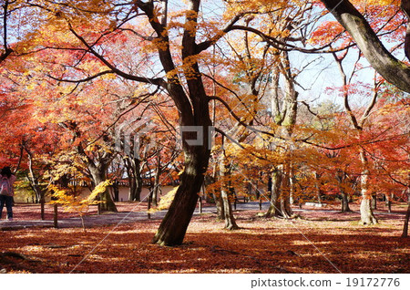 京都的第一個秋葉的景色：“東福寺”的秋葉 19172776