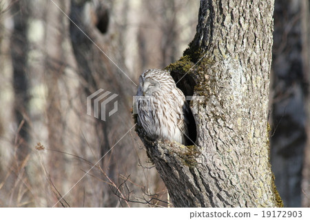 休息的貓頭鷹 休息的貓頭鷹 19172903