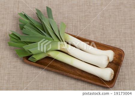 西部納吉聯盟 19173004