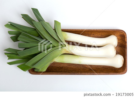 西部納吉聯盟 19173005