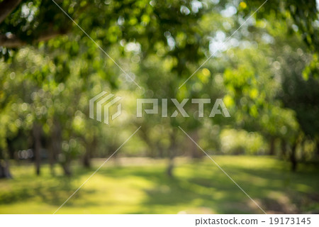 Bokeh leaf with sunlight Bokeh leaf with sunlight 19173145