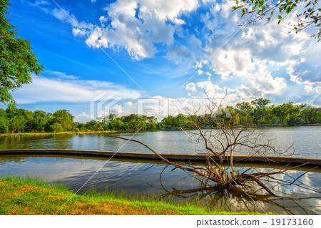 View of national lake park with dry tree View of national lake park with dry tree 19173160