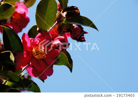 Yamanaka blue sky copy space 19173403