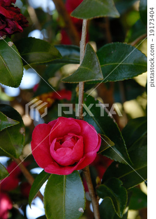 Satzanka Sankan flower 19173404