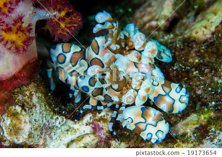 Harlequin shrimp Harlequin shrimp 19173654