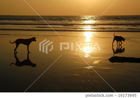 Two Dogs at Sunset Two Dogs at Sunset 19173695