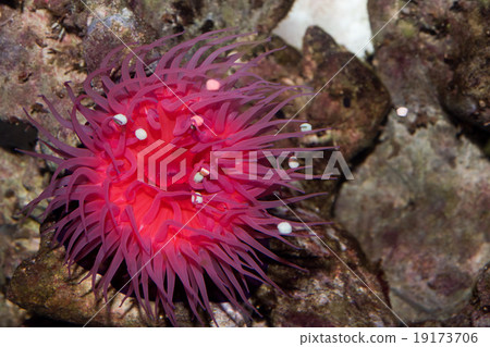 Zool sea anemone Actinia equina 19173706