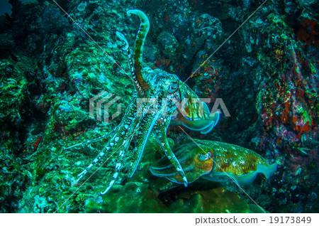 cuttlefish cuttlefish 19173849