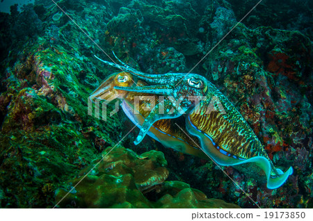 cuttlefish cuttlefish 19173850