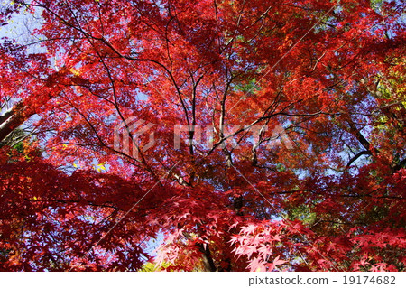Autumn leaves of maple 19174682