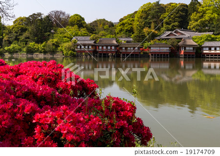 Nagaoka Tenman-gu - Kirishima azalei j 19174709