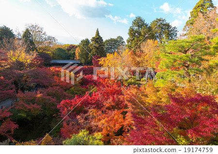 Tofukuji寺廟橋樑秋葉 19174759