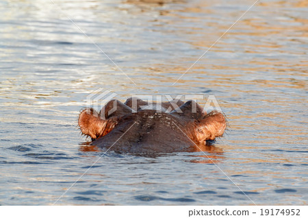 portrait of Hippo Hippopotamus Hippopotamus 19174952