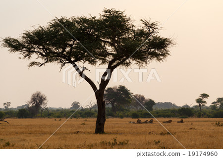 African sunset 19174960