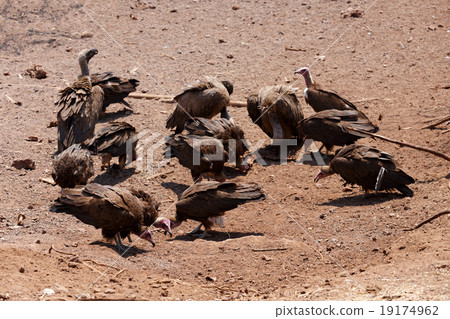 flock of White backed vulture 19174962