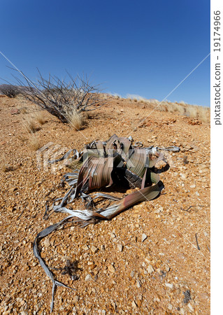 Welwitschia mirabilis, Amazing desert plant 19174966