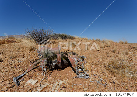 Welwitschia mirabilis, Amazing desert plant 19174967