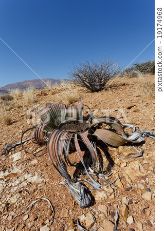 Welwitschia mirabilis, Amazing desert plant 19174968