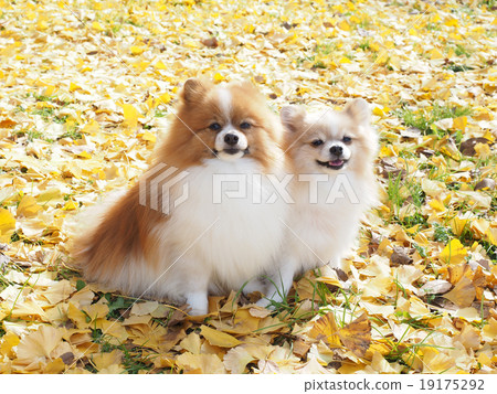 Fallen leaves of gingko and two Pomeranian 19175292