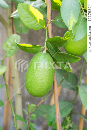 Close up Lemon tree with a lemon and leaves 19176894
