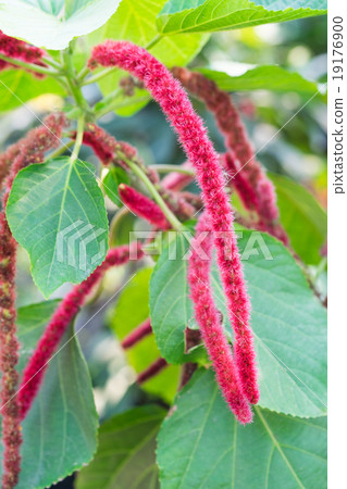 Close up Chenille plant(Acalypha hispida) Close up Chenille plant(Acalypha hispida) 19176900