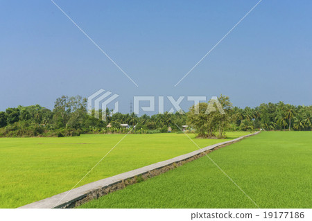 Green grass field and road 19177186