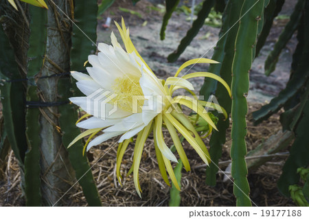 ThanhLong Flower 19177188