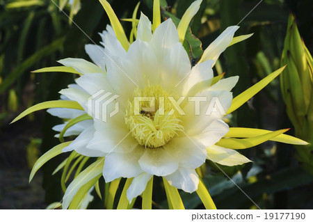 Dragon flower Dragon flower 19177190