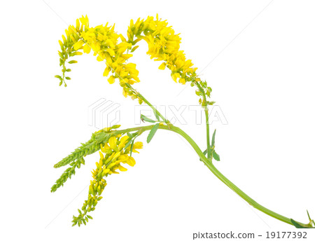 Medicinal plant 19177392