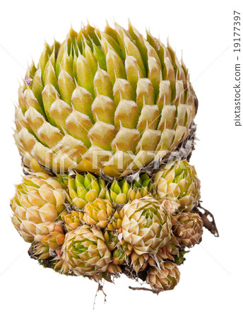 Medicinal plant 19177397