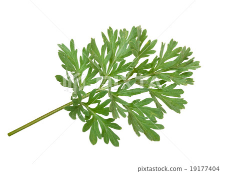 Wormwood (absinthium) 19177404