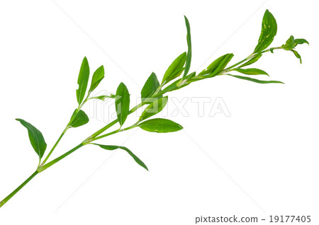 Medicinal plant. Knotweed or polygonum aviculare 19177405
