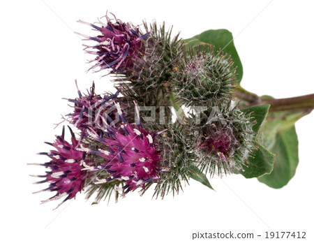 Medicinal plant 19177412