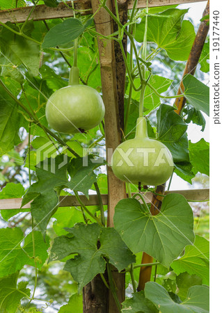 A green bottle gourd 19177440