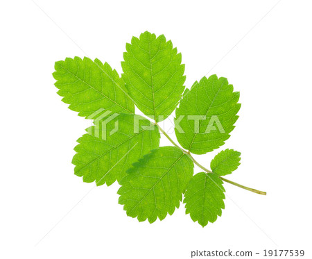Leaf rosehip 19177539