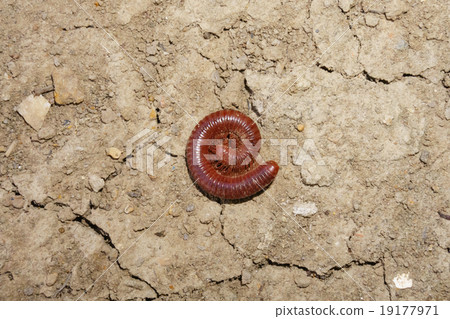 The millipede 19177971