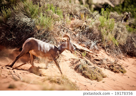 Wild goat in the desert Wild goat in the desert 19178356
