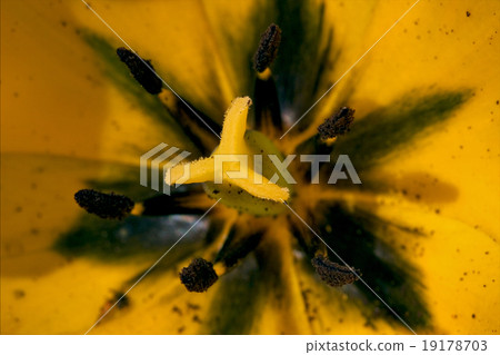 close up papaveracee papaver rhoeas close up papaveracee papaver rhoeas 19178703