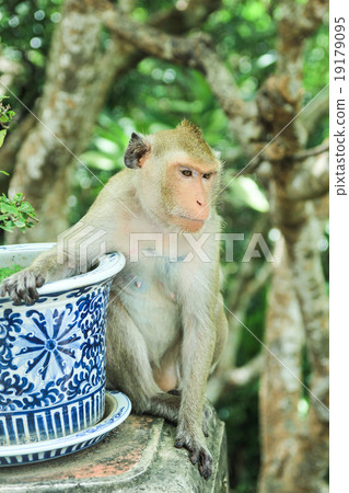 Monkey (Macaca fascicularis) sit on the way  Monkey (Macaca fascicularis) sit on the way  19179095