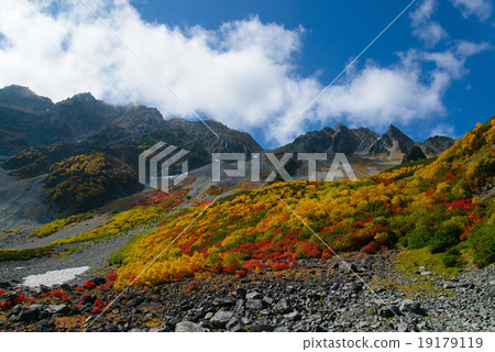 Red-brown leaves 19179119