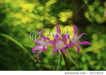 Amaryllis Belladonna 19179155