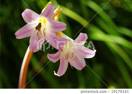 Amaryllis Belladonna Amaryllis Belladonna 19179181