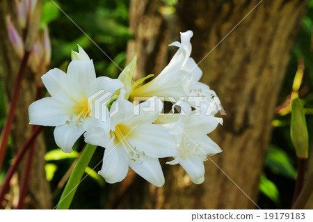 Amaryllis Belladonna Amaryllis Belladonna 19179183