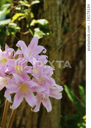 Amaryllis Belladonna 19179184